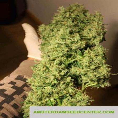 NL5 x Haze .